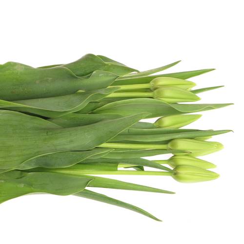 Franz.weiss/creme Proud 50 Gramm 65cm