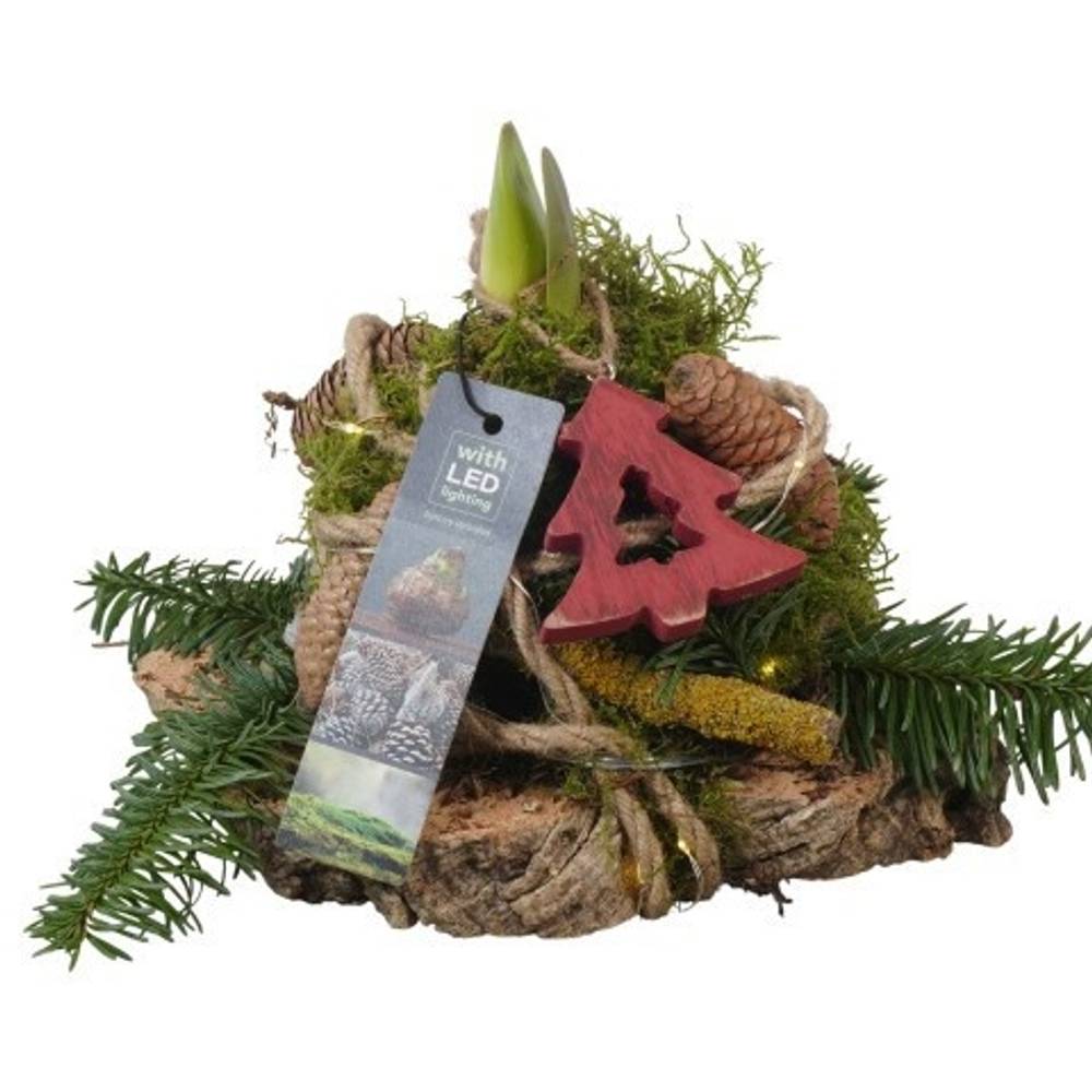 Amaryl.Arr PTACH5878 rote Bl. Weihnachten T14 H024