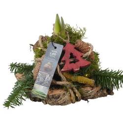 Amaryl.Arr PTACH5878 rote Bl. Weihnachten T14 H024