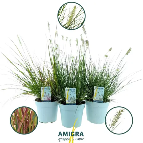 Pennisetum grün mix alopecuroides T17 H050