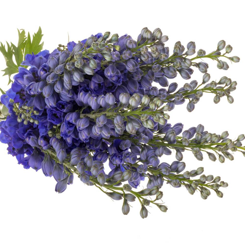 Delphinium blau H glorie 70cm