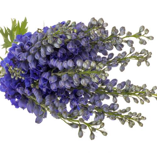 Delphinium blau H glorie 70cm