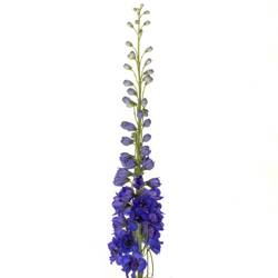 Delphinium blau H glorie 70cm