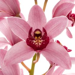 Mini Cymbidium rosa Stanley 30cm 5+Blüte