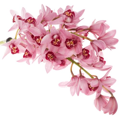 Mini Cymbidium rosa Stanley 30cm 5+Blüte