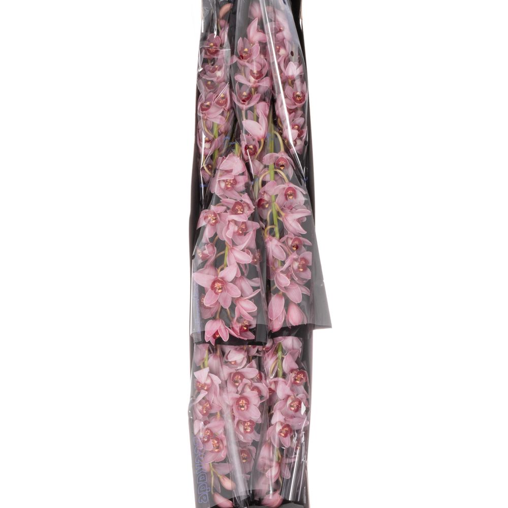 Mini Cymbidium rosa Stanley 30cm 5+Blüte