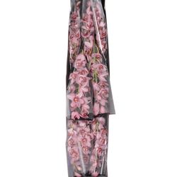 Mini Cymbidium rosa Stanley 30cm 5+Blüte