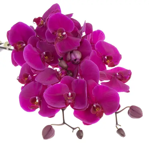 Phalaenopsis lila Velvet Janet 25 Blüten 2-5 Stiele