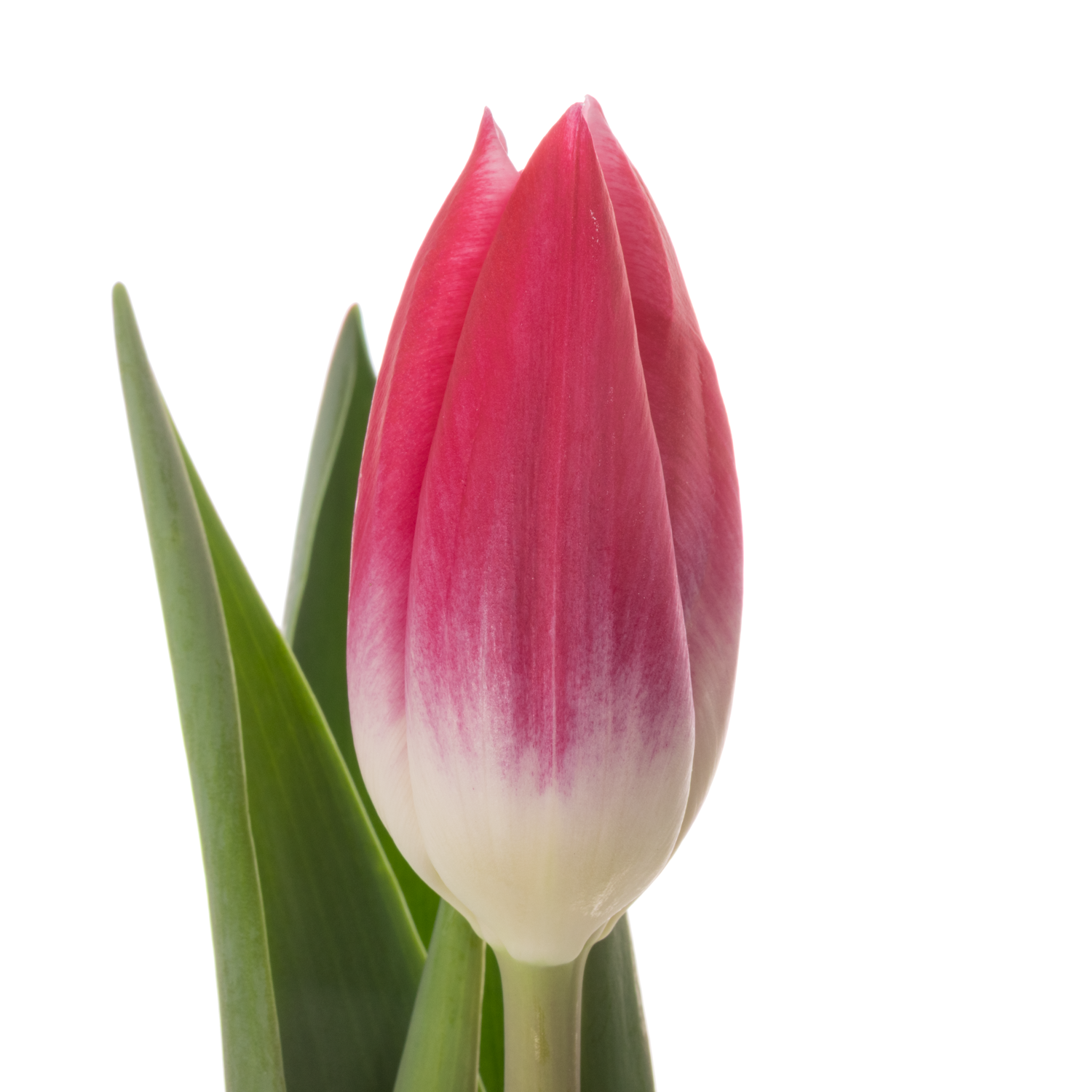 Tulpe rosa marax Coas Tulip 50 Gramm