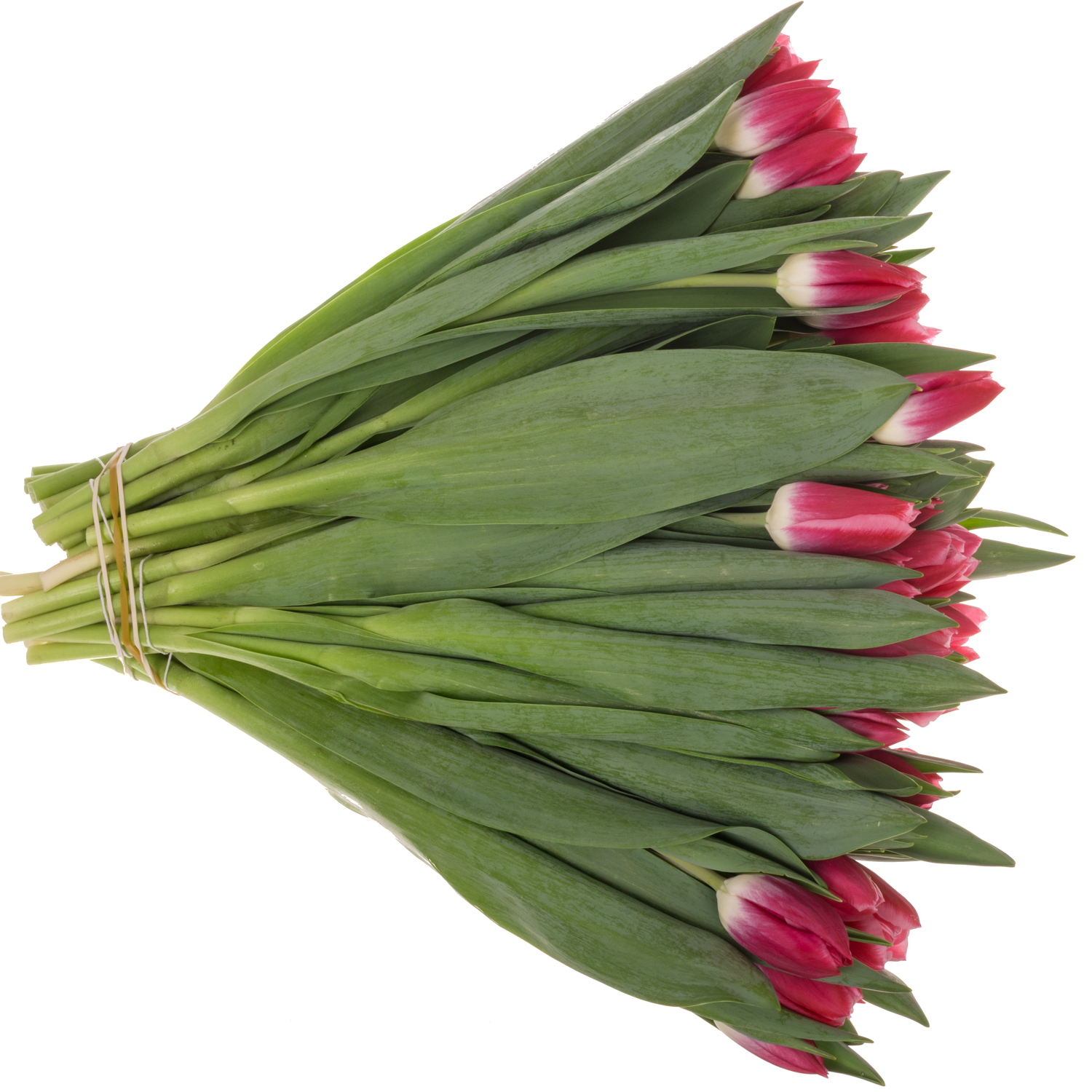 Tulpe rosa marax Coas Tulip 50 Gramm