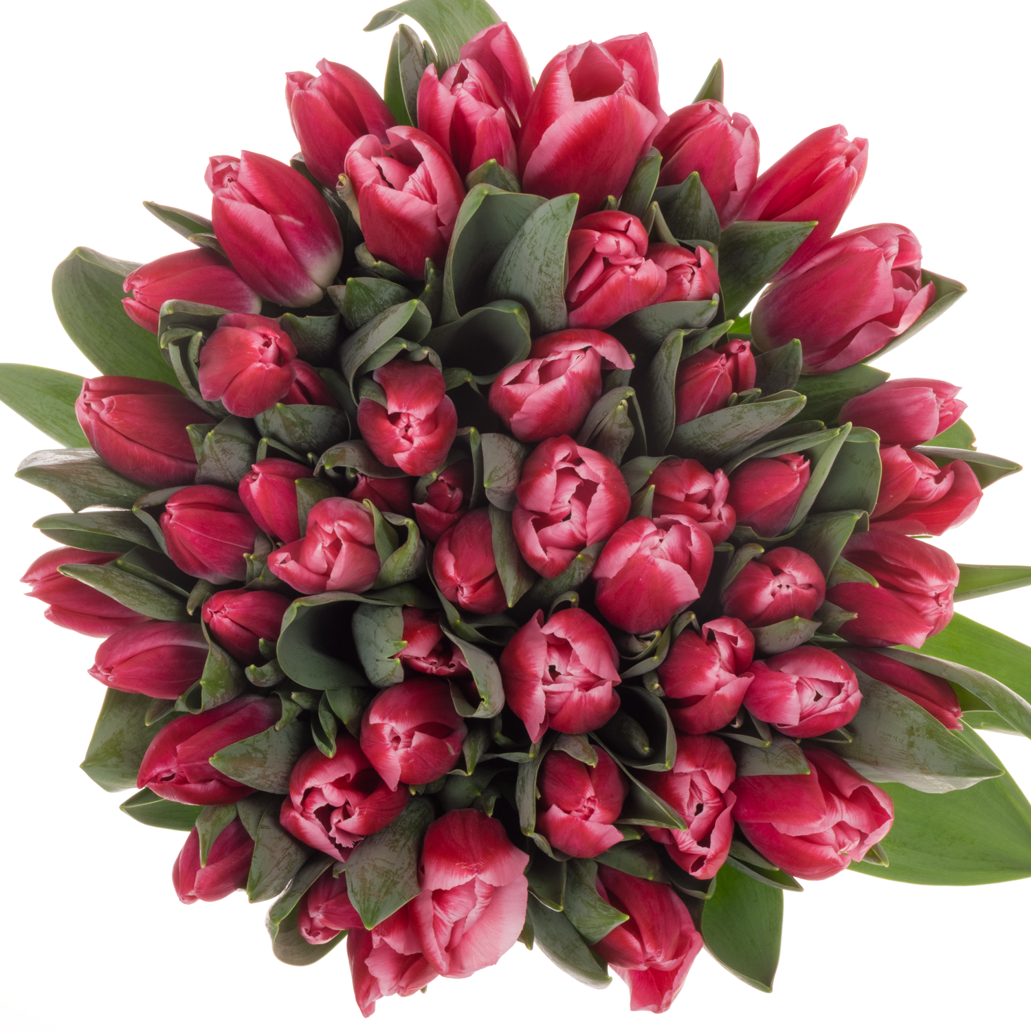 Tulpe rosa marax Coas Tulip 50 Gramm