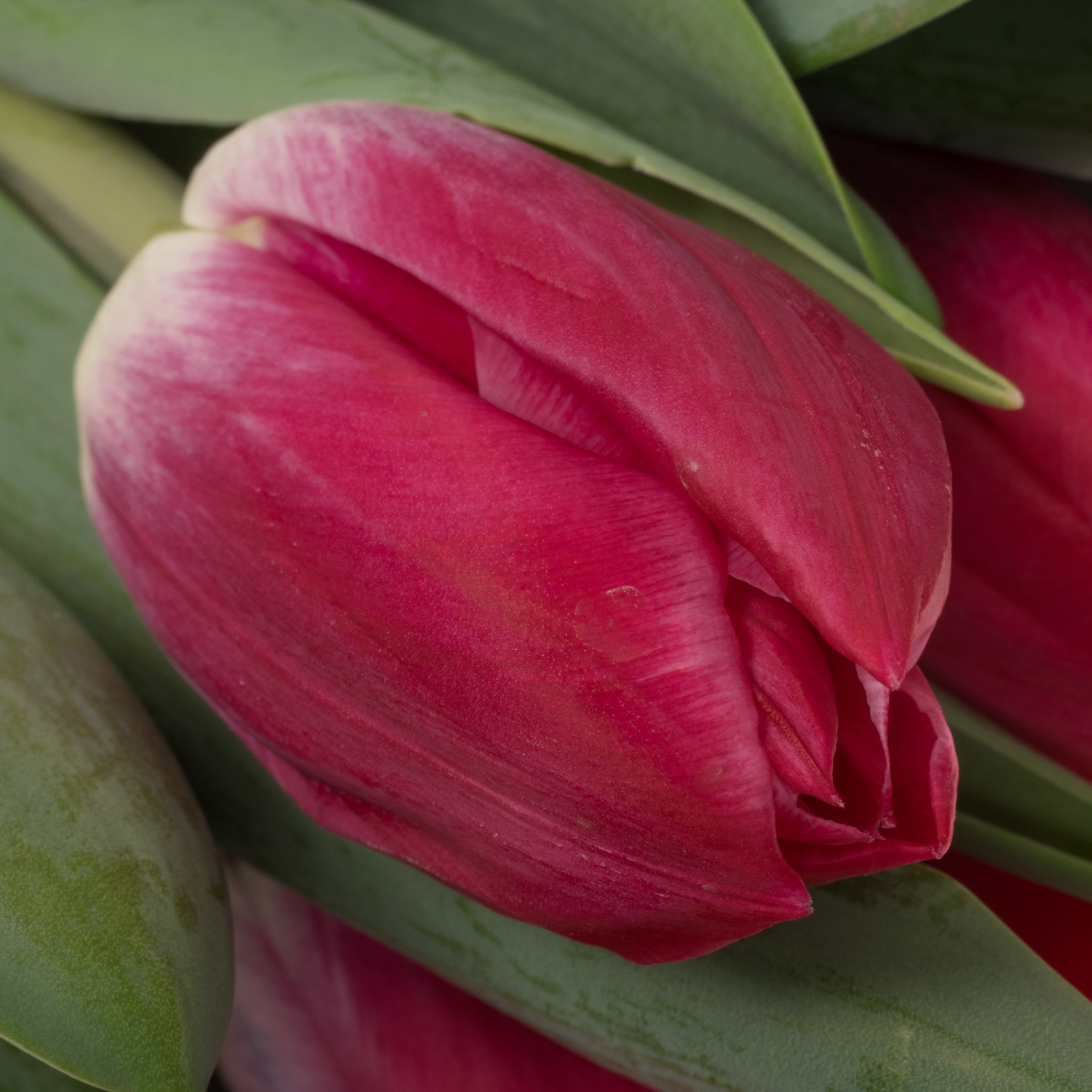 Tulpe rosa marax Coas Tulip 50 Gramm