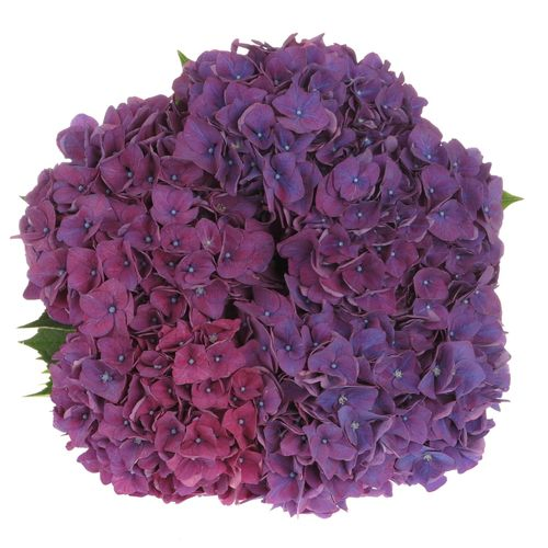 Hortensie lila Rodeo 70cm