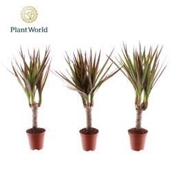 Dracaena 1er Tiny Magenta T05,5 H030