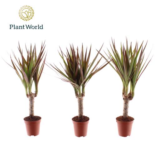Dracaena 1er Tiny Magenta T05,5 H030