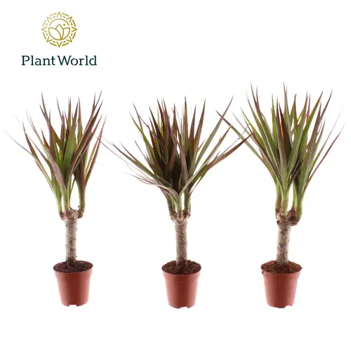 Dracaena 1er Tiny Magenta T05,5 H030