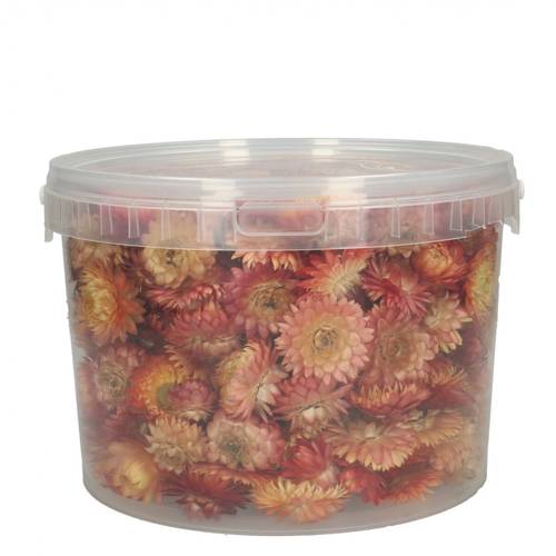 Trocken Helichrysum Köpfe lachsrosa 100gr