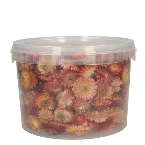 Trocken Helichrysum Köpfe lachsrosa 100gr