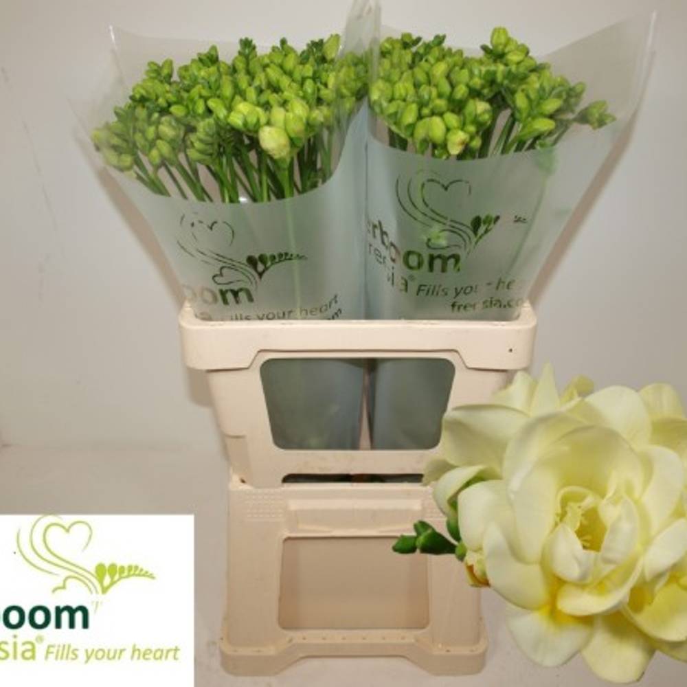 Freesie creme gefüllt Romantica 18 Gramm