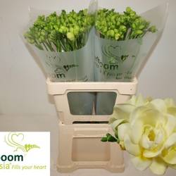 Freesie creme gefüllt Romantica 18 Gramm