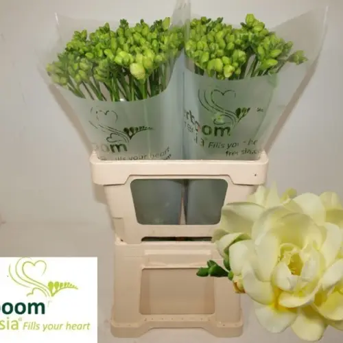 Freesie creme gefüllt Romantica 18 Gramm