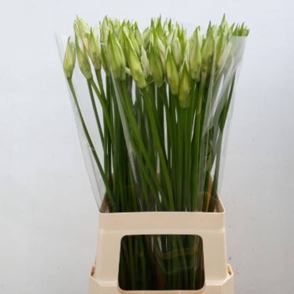 Nerine weiss Bianca Linja 60cm