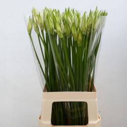 Nerine weiss Bianca Linja 60cm