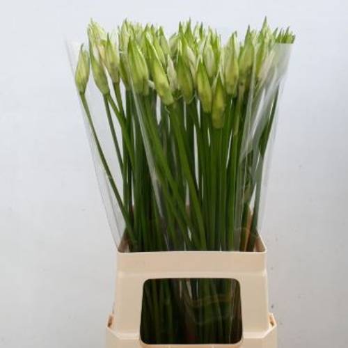 Nerine weiss Bianca Linja 60cm