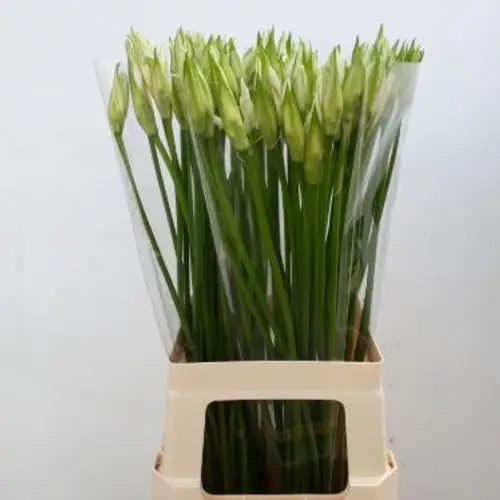 Nerine weiss Bianca Linja 60cm