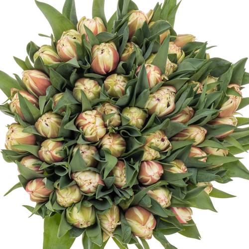 Tulpe creme/rot doppel Vermont 30 Gramm