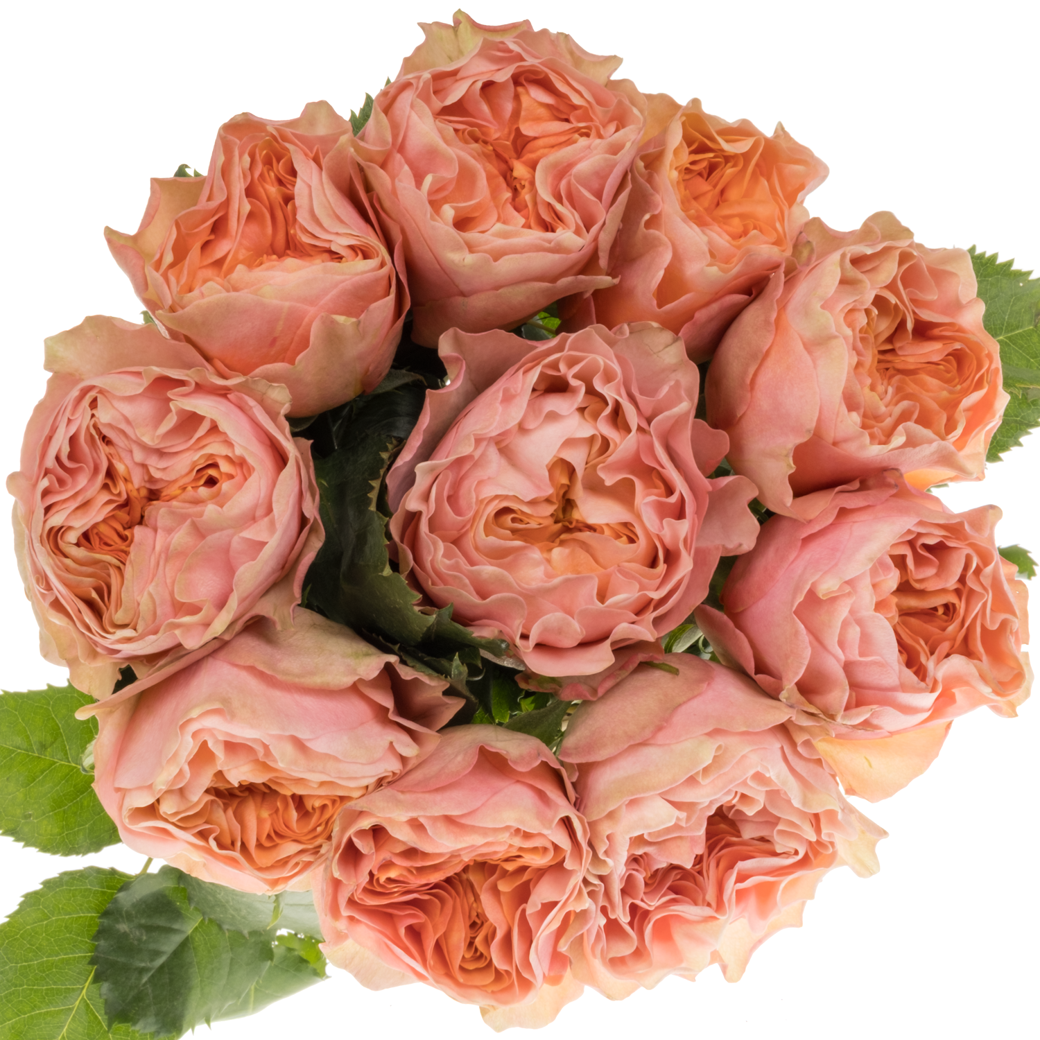 Rose rosa/creme Eleganza gefüllt 40cm