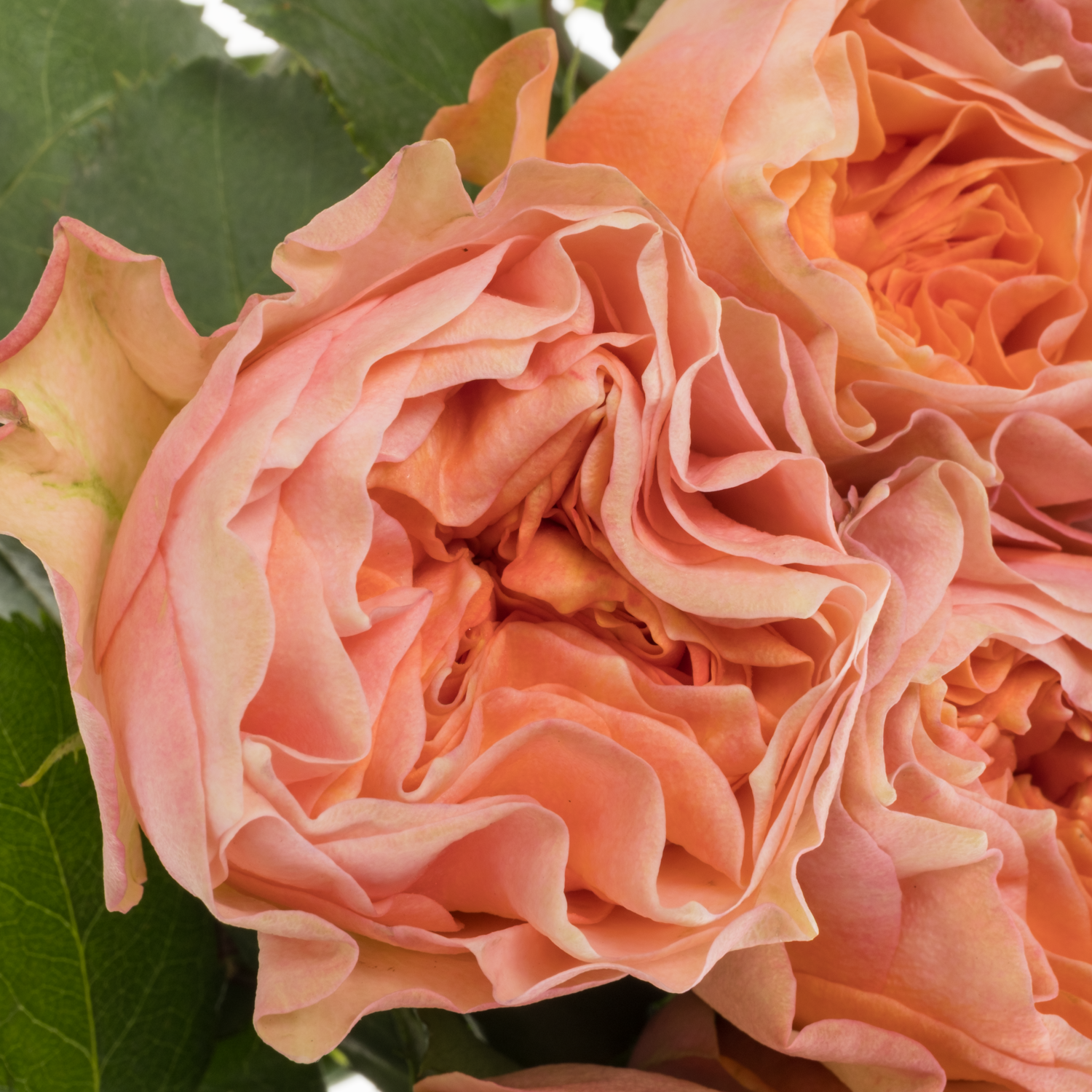 Rose rosa/creme Eleganza gefüllt 40cm