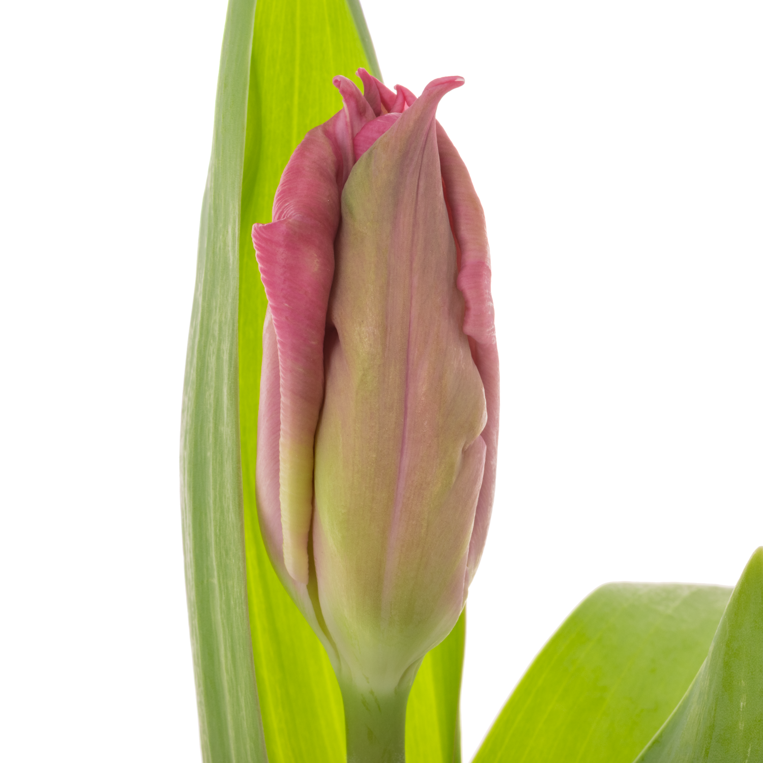 Tulpe pink Marvel Parrot Triflor 28 Gramm