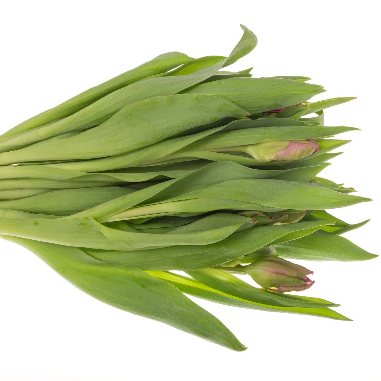 Tulpe pink Marvel Parrot Triflor 28 Gramm