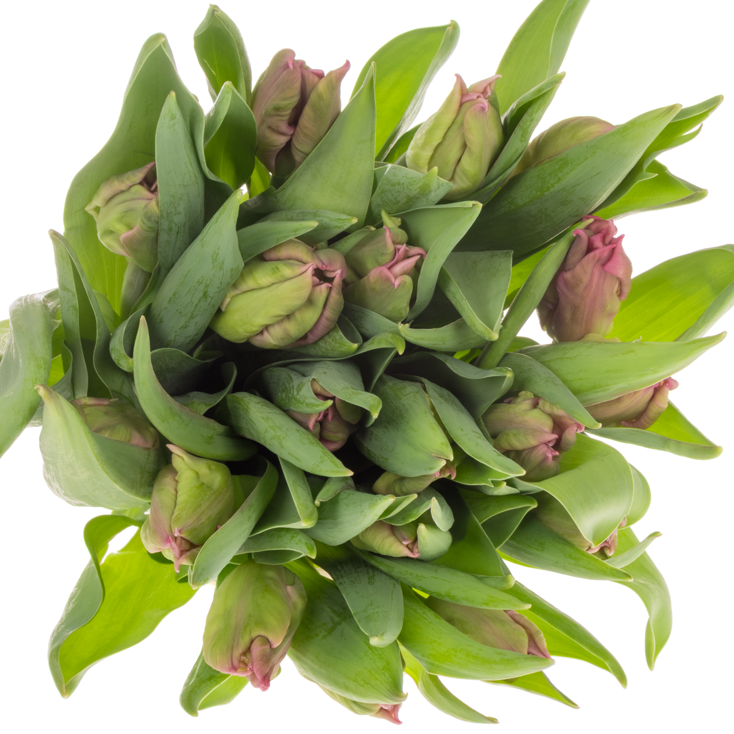 Tulpe pink Marvel Parrot Triflor 28 Gramm