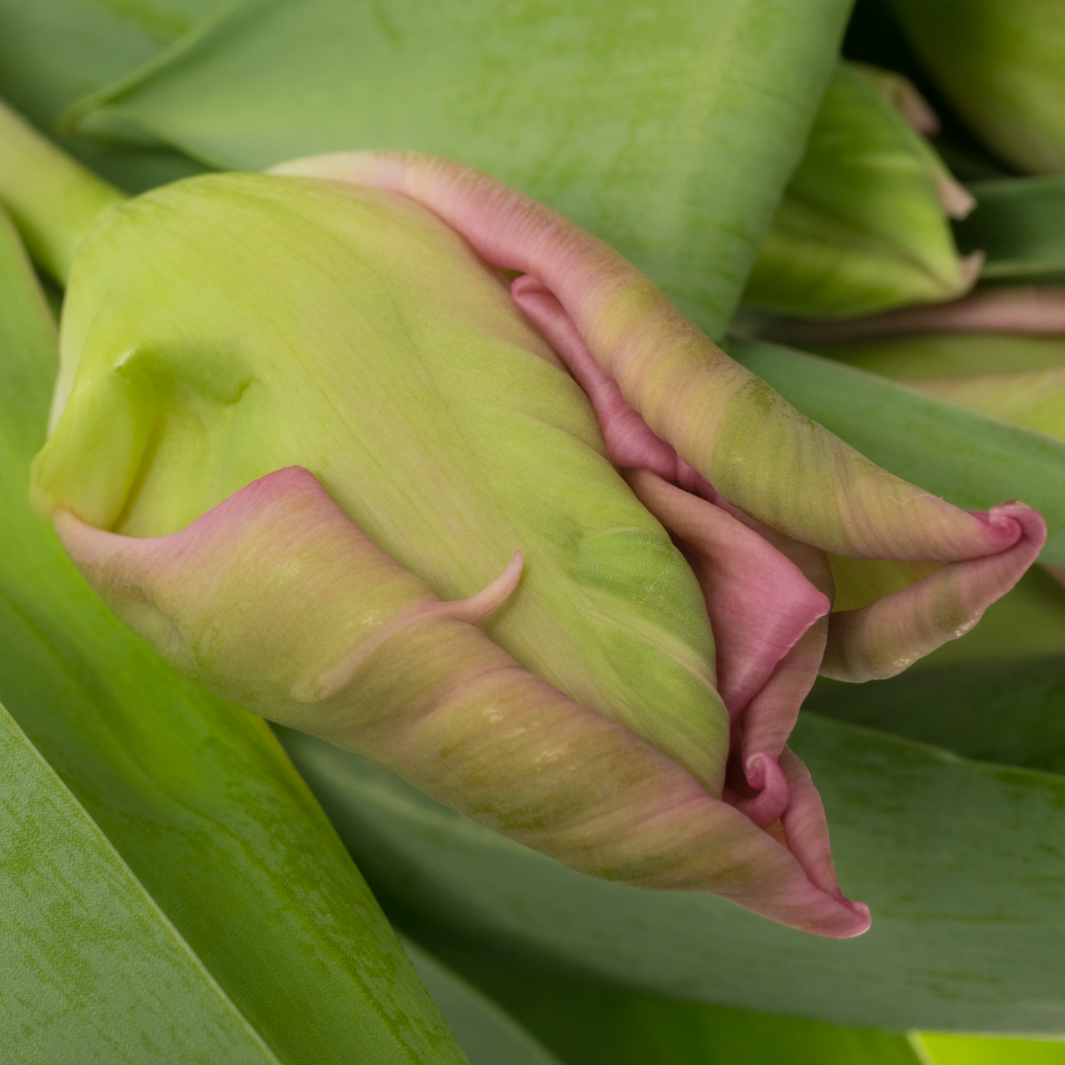 Tulpe pink Marvel Parrot Triflor 28 Gramm