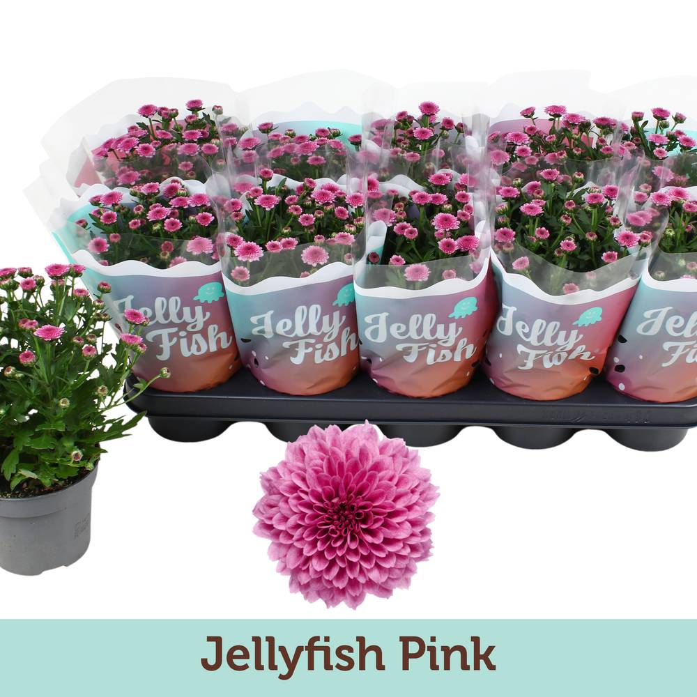 Chrys.Jellyfish rosa T12 H025