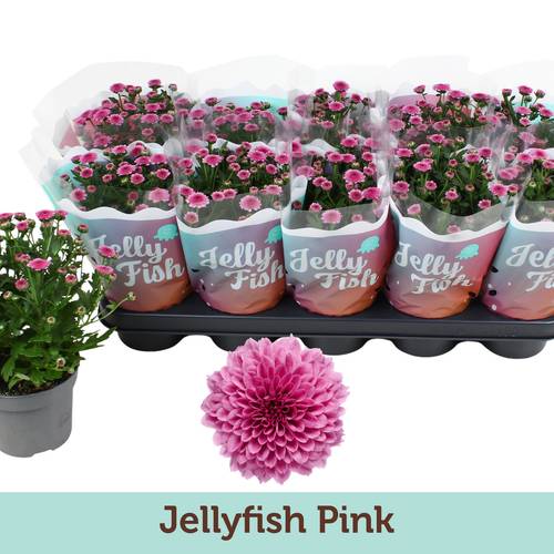 Chrys.Jellyfish rosa T12 H025
