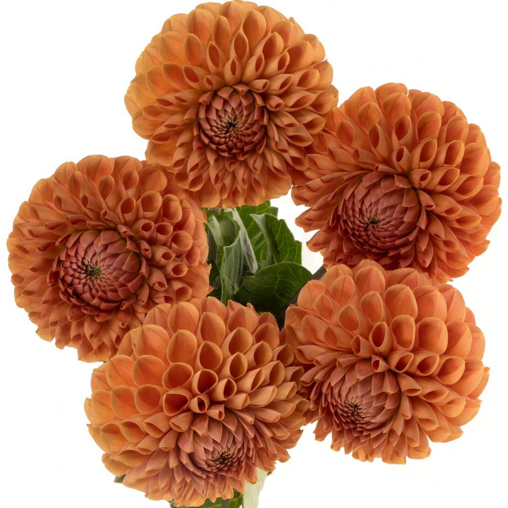 Dahlia orange Cornel 50cm