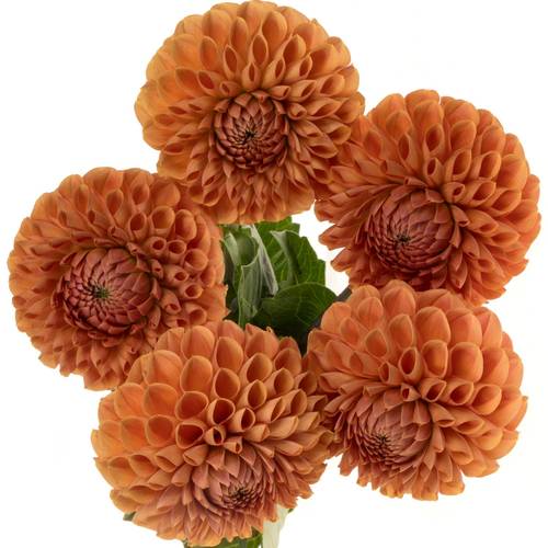 Dahlia orange Cornel 50cm