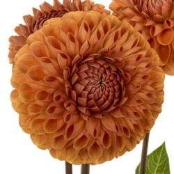 Dahlia orange Cornel 50cm