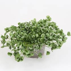 Trifolium Repens Leonore T11 H015