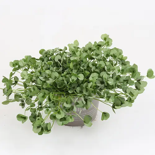Trifolium Repens Leonore T11 H015