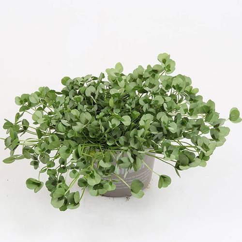 Trifolium Repens Leonore T11 H015
