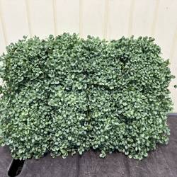 Trifolium Repens Leonore T11 H015