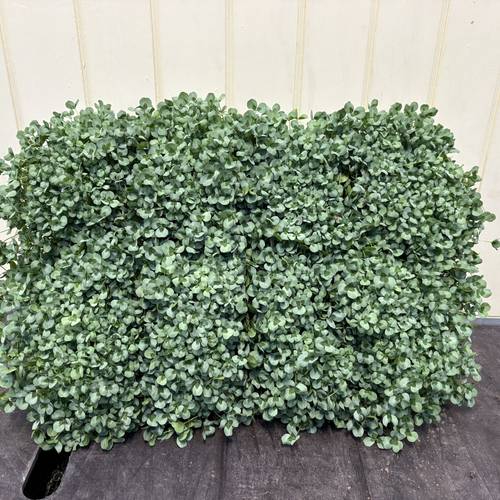 Trifolium Repens Leonore T11 H015