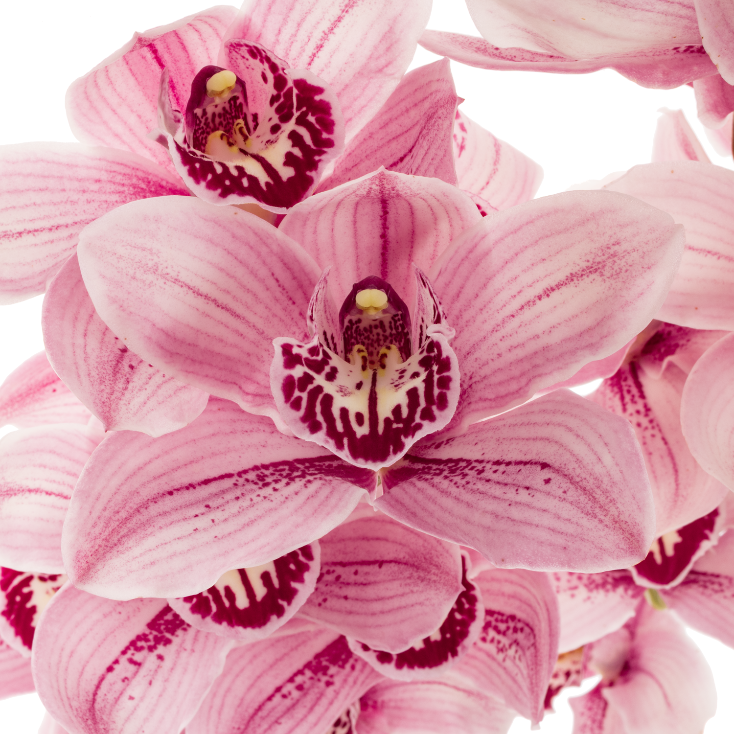 Cymbidium rosa Queen Mona 50cm 6+Blüte