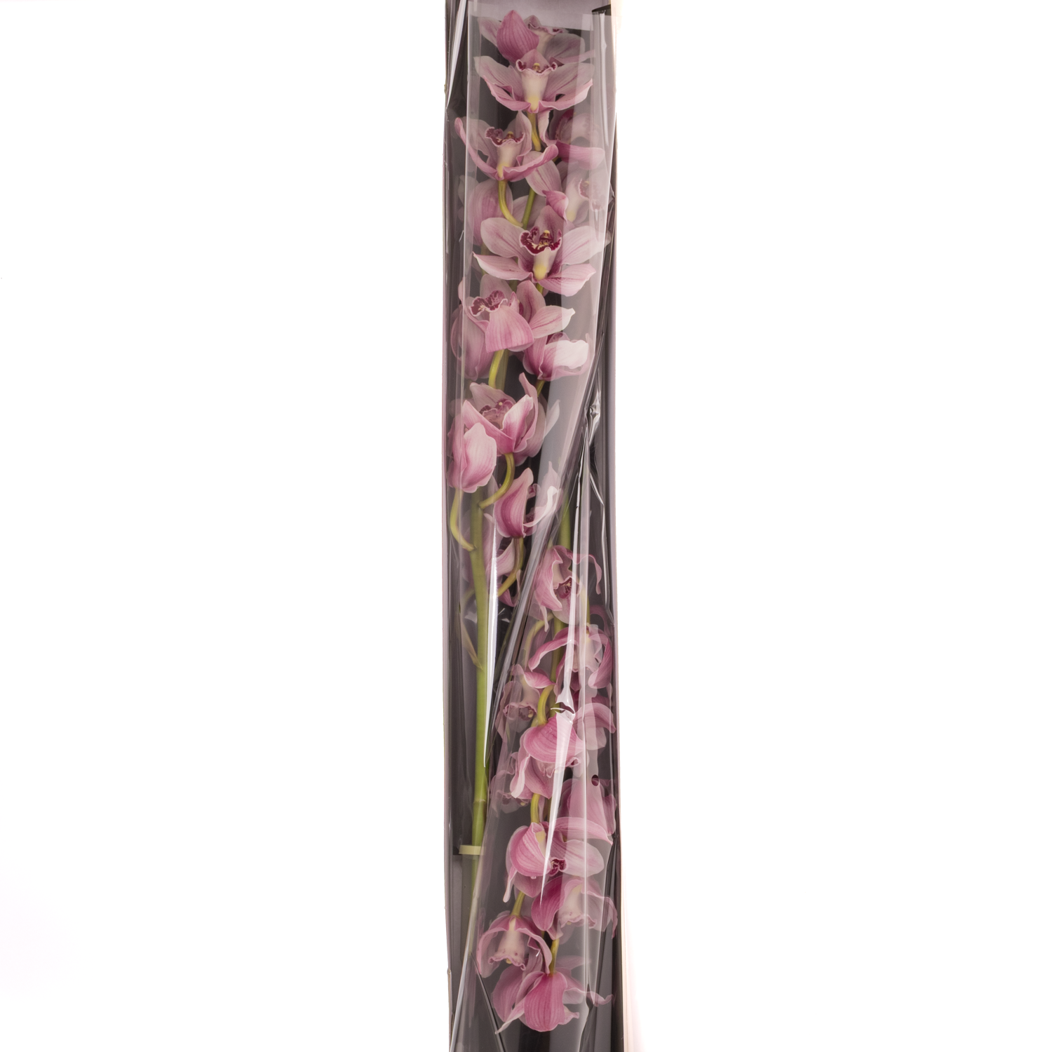 Cymbidium rosa Queen Mona 50cm 6+Blüte