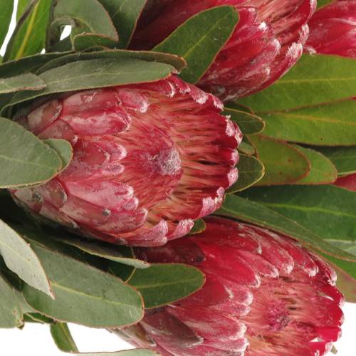 Protea rot Lancelot 30cm