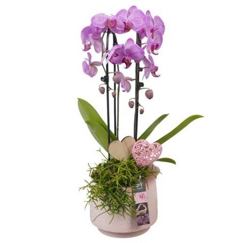 Phal.Arr PTVMB2237 T17 H057